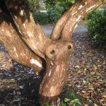 "Auch ein Baum hat Augen" auf verreimt.de