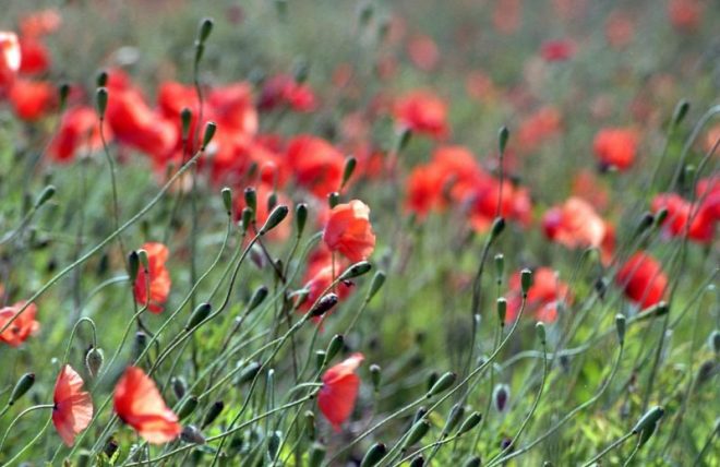 Von Der Blüte Zur Frucht