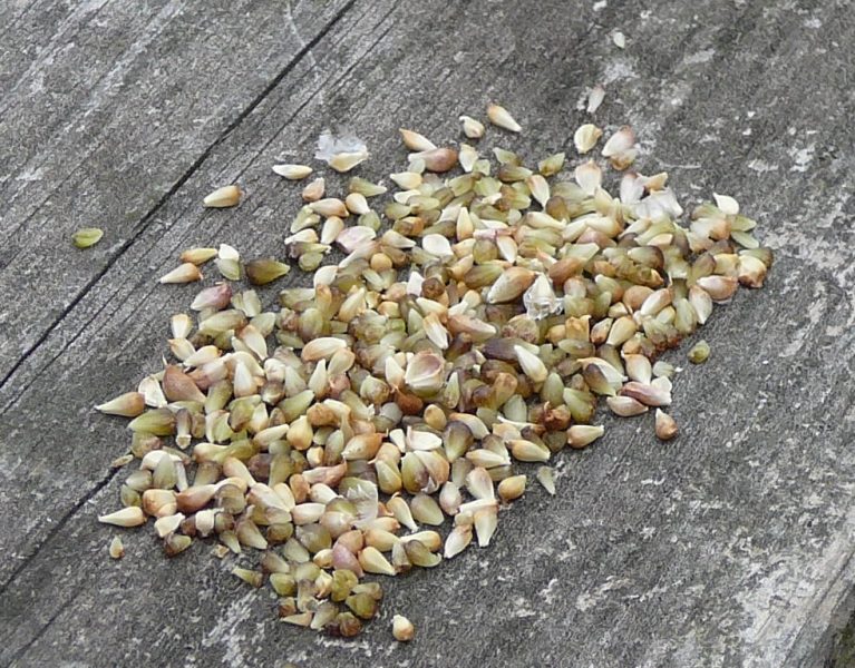 A handful of grain