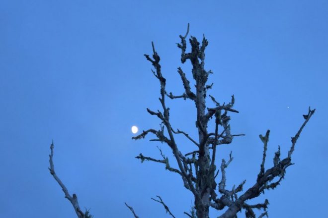 Du Kannst Mir Mal Im Mondschein Begegnen Im Mondschein begegnen - "Verreimt - Die Gedichte von Anne Reimerdes"